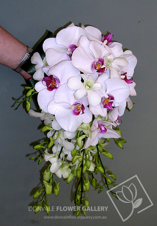 orchid trails 26